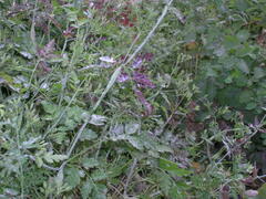 Chaerophyllum nodosum