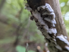 Schizophyllum commune