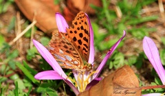 Colchicum montanum
