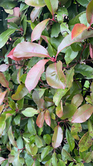 Photinia × fraseri