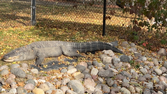 Crocodylia