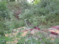 Chaerophyllum nodosum