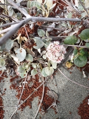 Eriogonum latifolium