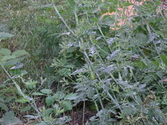 Chaerophyllum nodosum