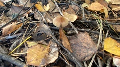 Entoloma vernum