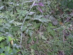 Chaerophyllum nodosum