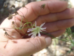 Hieracium carneum