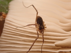 Oligolophinae