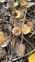 Entoloma vernum