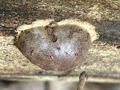 Reticularia