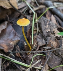 Mycena crocea