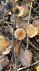 Entoloma vernum