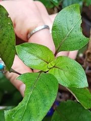 Coccocypselum herbaceum