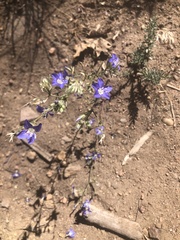 Eriastrum sapphirinum sapphirinum