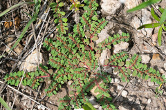 Euphorbia velleriflora