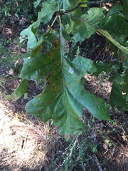 Quercus