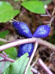 Coccocypselum herbaceum