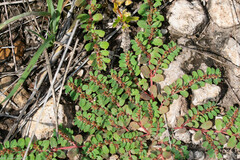 Euphorbia velleriflora