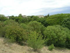 Pistacia atlantica mutica