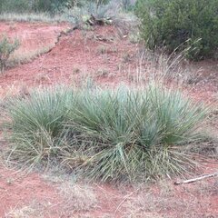 Yucca campestris