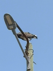 Pandion haliaetus