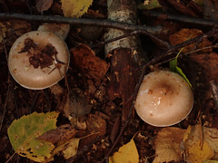 Pholiota lenta