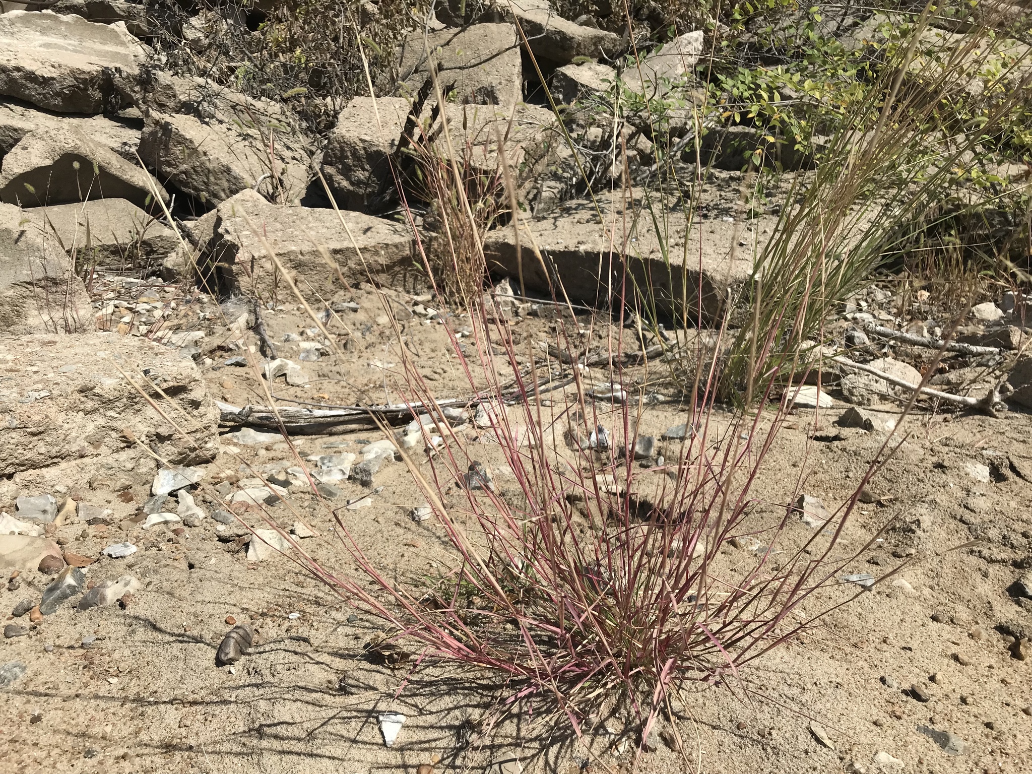 Triplasis purpurea