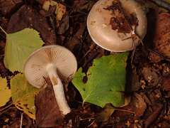 Pholiota lenta