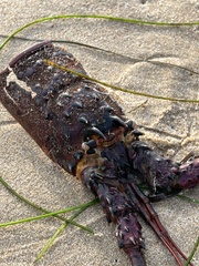 Panulirus interruptus