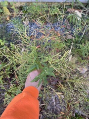 Epilobium coloratum