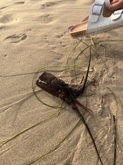 Panulirus interruptus