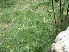 Centaurea calcitrapa