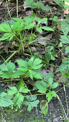 Anemone virginiana