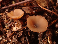 Rutstroemia bolaris