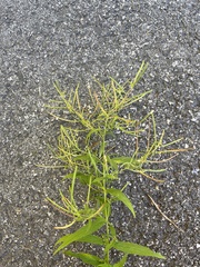 Epilobium coloratum