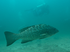 Mycteroperca rosacea