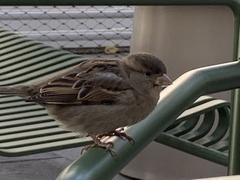 Passer domesticus