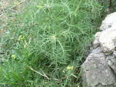Centaurea calcitrapa