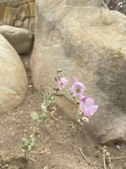 Malacothamnus fasciculatus