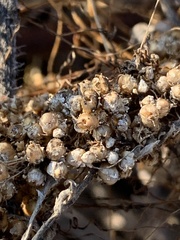 Cuscuta pacifica