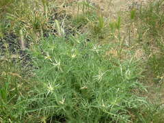 Centaurea calcitrapa