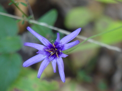 Catananche caerulea