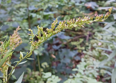 Solidago