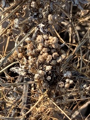 Cuscuta pacifica