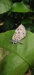 Leptotes pirithous