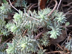 Petrosedum rupestre