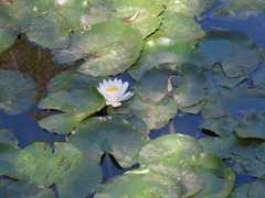 Nymphaea alba