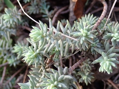 Petrosedum rupestre