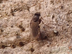 Phoridae