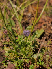 Globularia bisnagarica